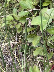 Equisetum laevigatum