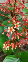 Clerodendrum paniculatum