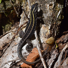 Liolaemus septentrionalis