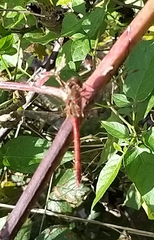Sympetrum vulgatum