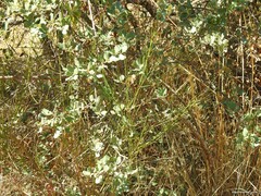 Cytisus scoparius