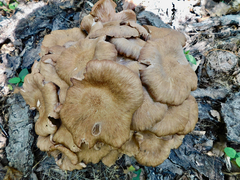 Desarmillaria caespitosa