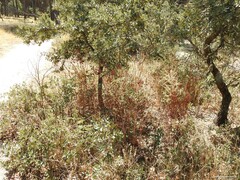 Asparagus acutifolius