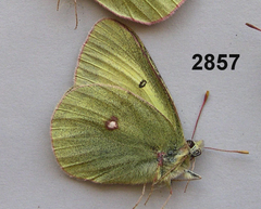 Colias gigantea