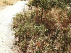 Asparagus acutifolius