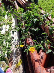 Sclerocarpus divaricatus
