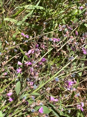 Desmodium ciliare