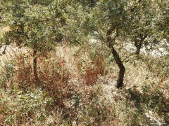 Asparagus acutifolius