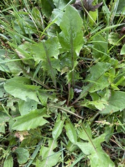 Taraxacum officinale