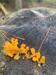 Dacrymyces stillatus