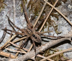 Lycosoidea