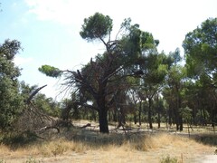 Pinus pinea