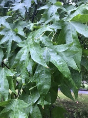 Liquidambar styraciflua