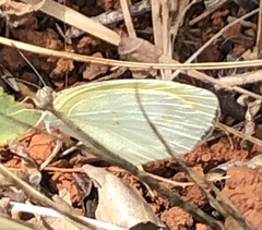 Eurema elathea