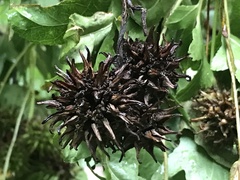 Liquidambar styraciflua