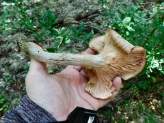 Desarmillaria caespitosa