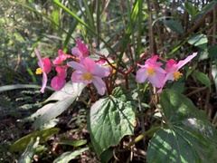 Begonia palmata