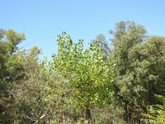 Populus × canadensis
