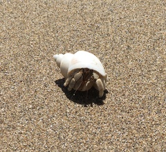 Coenobita