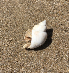 Coenobita
