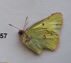 Colias gigantea