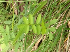 Vicia sativa