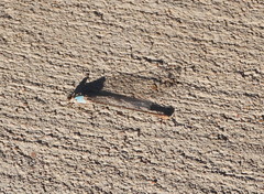 Argia apicalis