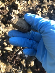 Veneridae
