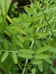 Vicia sativa