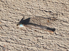Argia apicalis