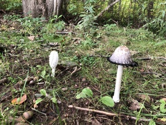 Coprinus