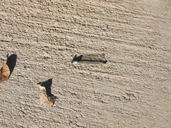 Argia apicalis