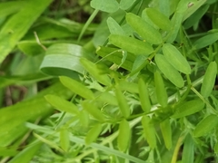 Vicia sativa