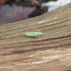 Draeculacephala antica