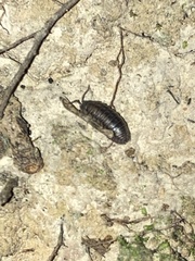 Armadillidium nasatum
