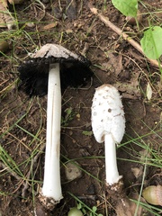 Coprinus