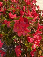 Begonia