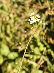 Capsella