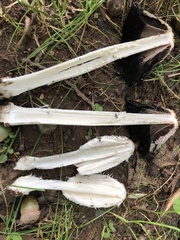 Coprinus