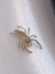 Hentzia mitrata