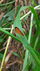 Tegosa