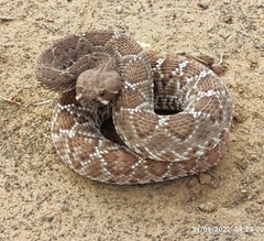 Crotalus ruber