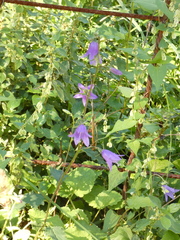 Campanula