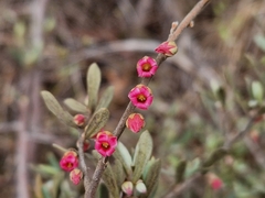 Diospyros austro-africana