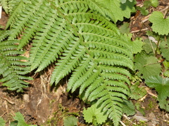 Dryopteris filix-mas