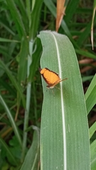 Tegosa