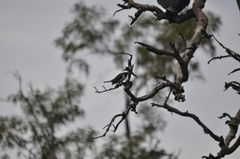 Chloroceryle amazona