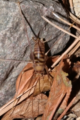 Dolichopoda bormansi