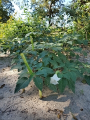 Datura innoxia