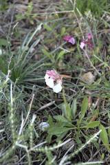 Anacamptis papilionacea